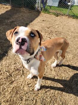 Squishy -  Pit Bull Terrier Dog for Adoption in Evansville, Indiana - Squishy | PetCurious
