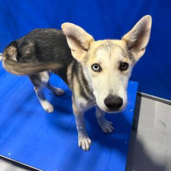 Wylie KCAC #457.26 -  Husky and Mixed Breed Dog for Adoption in Kerrville, Texas - Wylie KCAC #457.26 | PetCurious