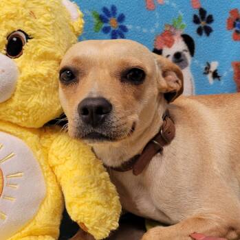 Nala -  Chihuahua Dog for Adoption in Alpine, Texas - Nala | PetCurious