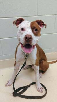 Danny Boy -  Pit Bull Terrier Dog for Adoption in Kalamazoo, Michigan - Danny Boy | PetCurious
