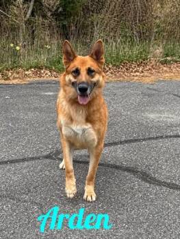 German Shepherd Dog Dogs Available for Adoption in Westbury, New York - Arden | PetCurious