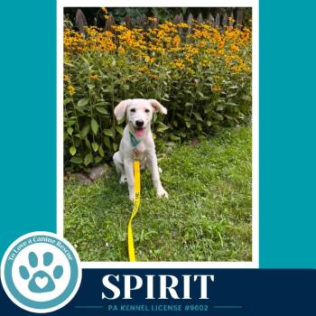 Spirit 080826 -  Labrador Retriever and Great Pyrenees Dog for Adoption in Kimberton, Pennsylvania - Spirit 080826 | PetCurious