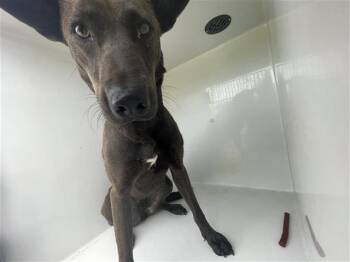 Doberman Pinscher and Mixed Breed Dogs Available for Adoption in Houston, Texas - A655662 | PetCurious