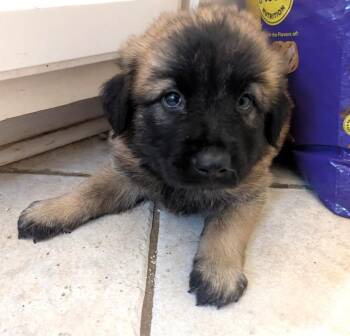 Boo D Licous -  Flat Coated Retriever Dog for Adoption in Fosters, Alabama - Boo D Licous | PetCurious
