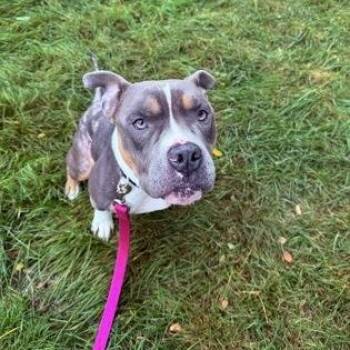 Ghost -  Pit Bull Terrier Dog for Adoption in Worcester, Massachusetts - Ghost | PetCurious