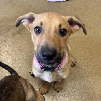 TROUT -  Labrador Retriever Dog for Adoption in San Antonio, Texas - TROUT | PetCurious