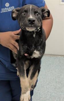 BATMAN -  Siberian Husky and Mixed Breed Dog for Adoption in Rowlett, Texas - BATMAN | PetCurious