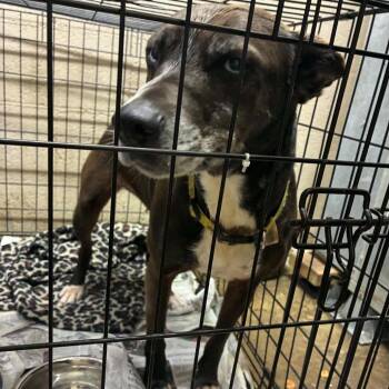 Mo -  Mixed Breed Dog for Adoption in Huntington, West Virginia - Mo | PetCurious