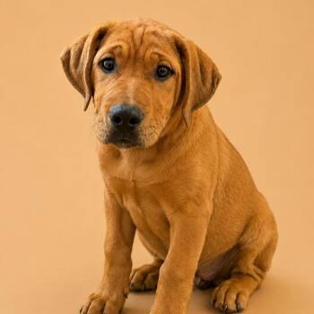 Mixed Breed Dogs Available for Adoption in Corinth, Mississippi - Sonny | PetCurious