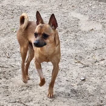 Pituki -  Chihuahua Dog for Adoption in Las Vegas, Nevada - Pituki | PetCurious