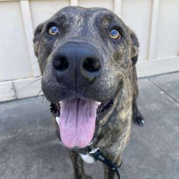 Theo -  Plott Hound and Pit Bull Terrier Dog for Adoption in Vinita, Oklahoma - Theo | PetCurious