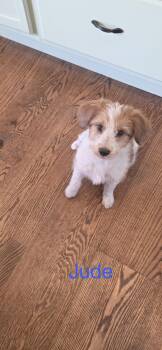 Jude -  Miniature Poodle and Jack Russell Terrier Dog for Adoption in Warren, Michigan - Jude | PetCurious