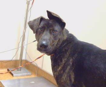 German Shepherd Dog and Mixed Breed Dogs Available for Adoption - JANUARY | PetCurious