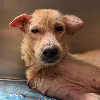 Troy -  Shepherd Dog for Adoption in Edinburg, Texas - Troy | PetCurious
