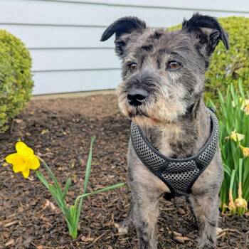 Miniature Schnauzer Dogs Available for Adoption in Homer Glen, Illinois - Rocky | PetCurious
