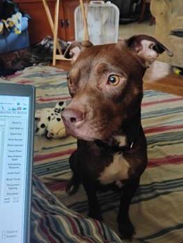 Ruby -  Pit Bull Terrier and Mixed Breed Dog for Adoption in Kansas City, Missouri - Ruby | PetCurious