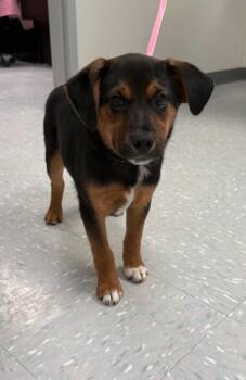 Norwegian Elkhound and Beagle Dogs Available for Adoption - Advent | PetCurious