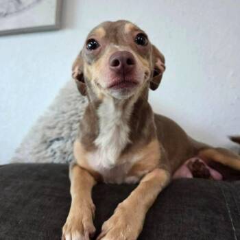 Mother Nature -  Chihuahua and Dachshund Dog for Adoption in Tampa, Florida - Mother Nature | PetCurious