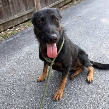 Shiba -  German Shepherd Dog Dog for Adoption in Chester Springs, Pennsylvania - Shiba | PetCurious