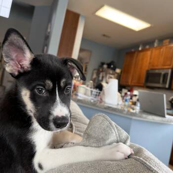 Siberian Husky Dogs Available for Adoption - Niles Cheers | PetCurious