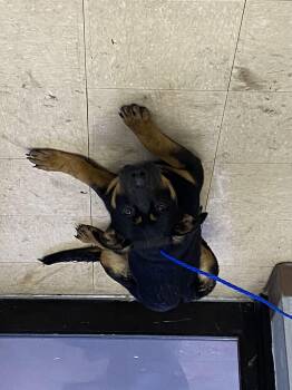 German Shepherd Dog and Mixed Breed Dogs Available for Adoption - AZALEA | PetCurious