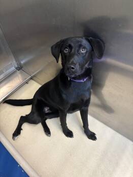 Roxy -  Labrador Retriever Dog Available for Adoption in Kalamazoo, Michigan - Roxy | PetCurious