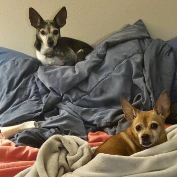 Emma -  Chihuahua and Dachshund Dog for Adoption in Woodinville, Washington - Emma | PetCurious