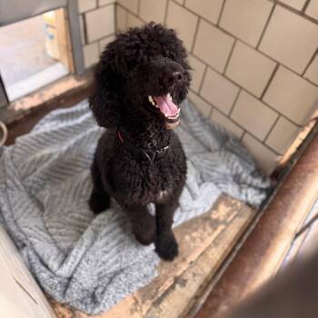 Eclipse -  Standard Poodle Dog for Adoption in Starkville, Mississippi - Eclipse | PetCurious