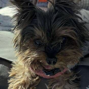 Rescue Yorkshire Terrier Dogs for Adoption in Las Vegas, Nevada - Lucy David OS NV | PetCurious