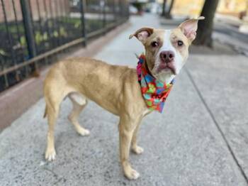 Rugrat -  Mixed Breed Dog for Adoption in New York, New York - Rugrat | PetCurious