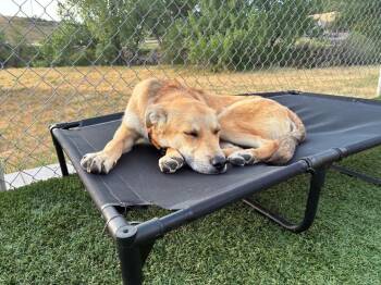 Bjorn -  Cattle Dog Dog for Adoption in Fort Lupton, Colorado - Bjorn | PetCurious