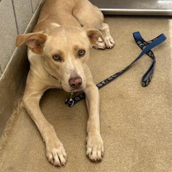 Nellie -  Mixed Breed Dog for Adoption in Palm Springs, California - Nellie | PetCurious