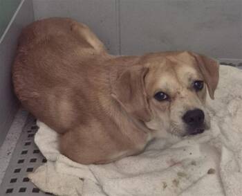 MILES -  Labrador Retriever and Mixed Breed Dog for Adoption in Houston, Texas - MILES | PetCurious