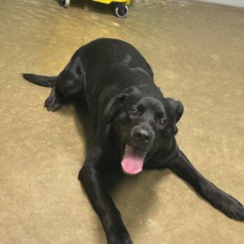 Rescue Black Labrador Retriever Dogs for Adoption in Seneca, Pennsylvania - Mindy | PetCurious