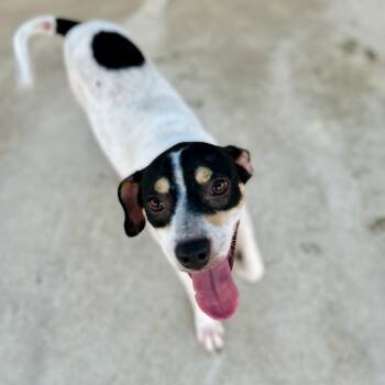 Kody -  Rat Terrier Dog for Adoption in Seguin, Texas - Kody | PetCurious