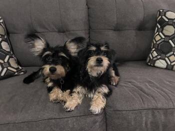 Terrier Dogs Available for Adoption - Tiramisu | PetCurious
