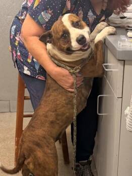 Sheshe -  Pit Bull Terrier Dog for Adoption in Cleveland, Ohio - Sheshe | PetCurious