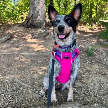 Hassie -  Australian Cattle Dog Blue Heeler Dog for Adoption in Houston, Texas - Hassie | PetCurious