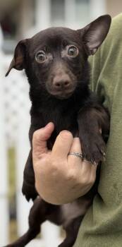 Ellie -  Chihuahua and Terrier Dog for Adoption in Yuba City, California - Ellie | PetCurious