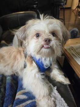Waylon -  Shih Tzu and Mixed Breed Dog for Adoption in Oak Creek, Wisconsin - Waylon | PetCurious