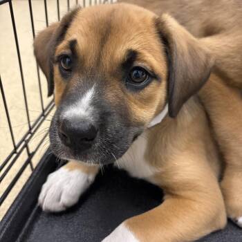 Australian Shepherd and Mixed Breed Dogs Available for Adoption - Cloche | PetCurious