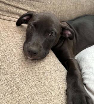Jade -  Mixed Breed Dog for Adoption in Maineville, Ohio - Jade | PetCurious