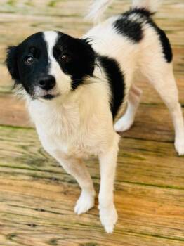 Dash -  Papillon and Border Collie Dog for Adoption in St. Augustine, Florida - Dash | PetCurious