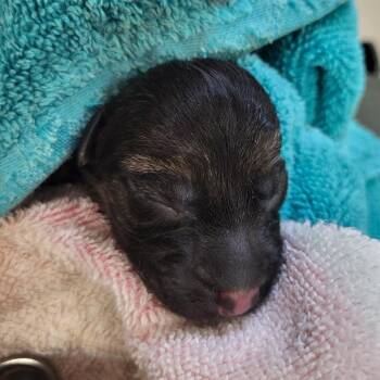 German Shepherd Dog Dogs Available for Adoption in Lake Panasoffkee, Florida - Puppy 1 | PetCurious