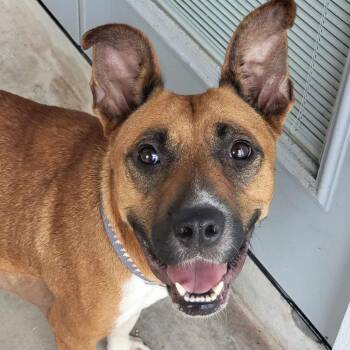 Nala -  Black Mouth Cur and Basenji Dog for Adoption in Seguin, Texas - Nala | PetCurious