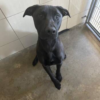 Rescue Black Labrador Retriever Dogs for Adoption in Seneca, Pennsylvania - Ray | PetCurious