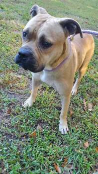 Rescue Pit Bull Terrier Dogs for Adoption in Portsmouth, Virginia - Ki | PetCurious