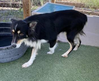 Rescue Australian Shepherd Dogs for Adoption in Canutillo, Texas - Shasta | PetCurious