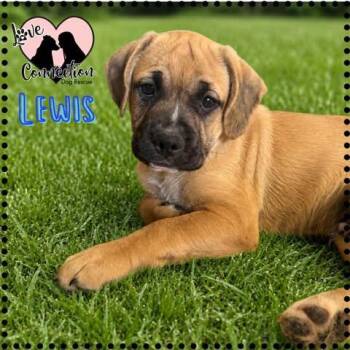 Lewis -  Pug and Pit Bull Terrier Dog for Adoption in Gilbert, Arizona - Lewis | PetCurious