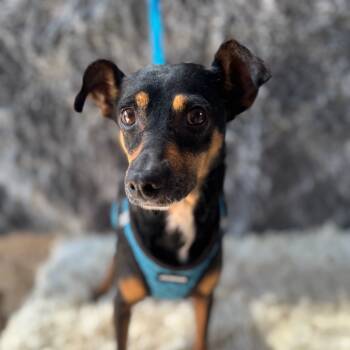 Rescue Doberman Pinscher Dogs for Adoption in San Diego, California - Peaches | PetCurious
